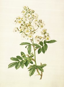 Rosa multiflora da Alfred Parsons